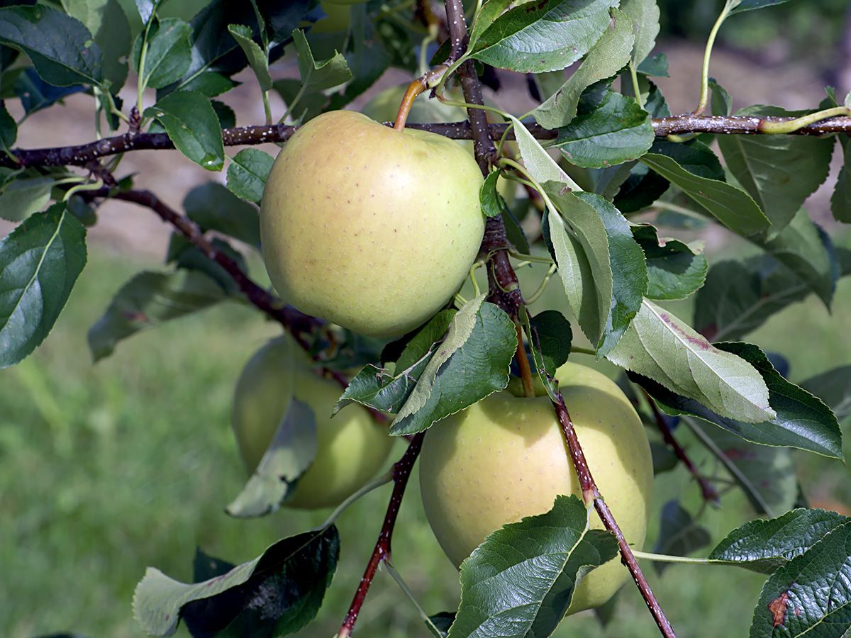 Golden Delicious Apfel Golden Delicious Apfel