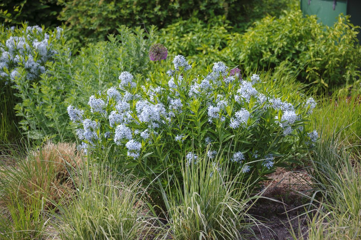 Blausternbusch