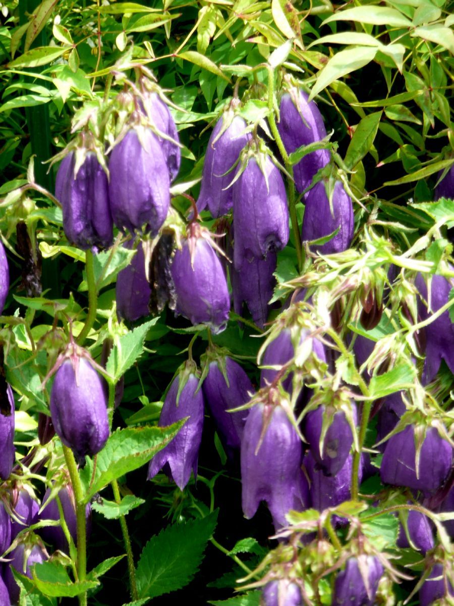 Grossblumige Glockenblume Grossblumige Glockenblume