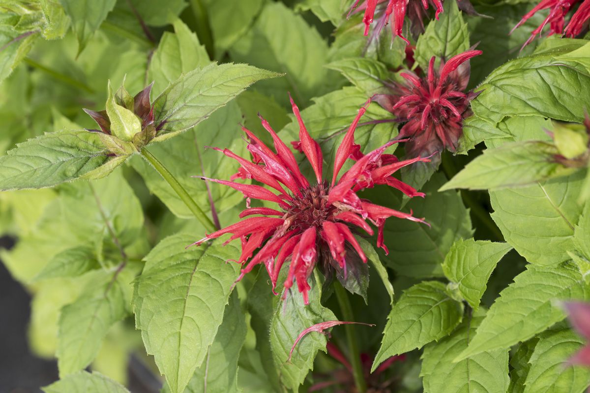 Indianernessel, Goldmelisse Gardenview Scarlet
