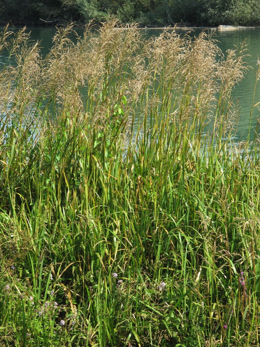 Wasserschwaden