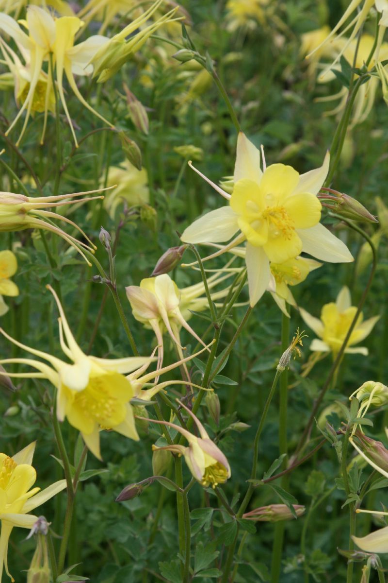 Goldakelei Yellow Queen