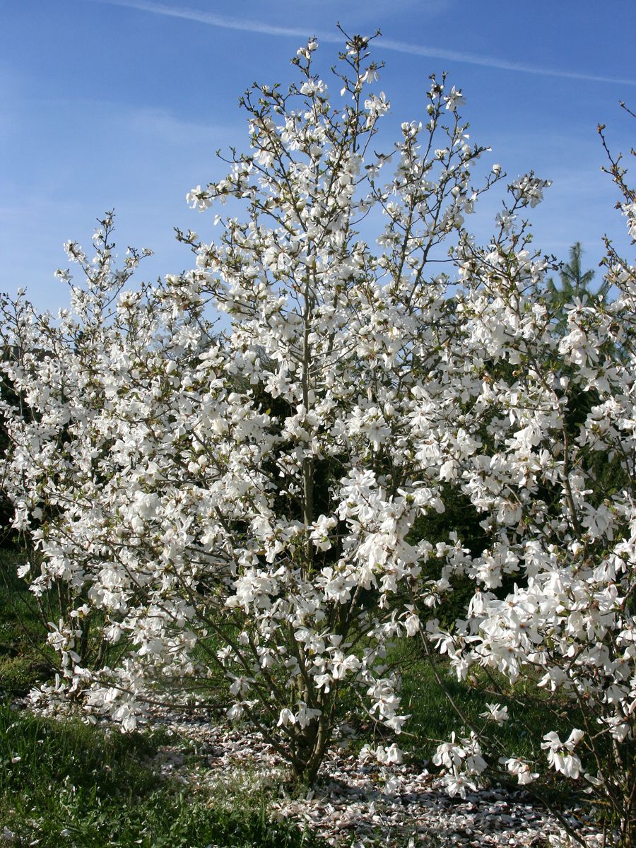 Baumartige Sternmagnolie Merrill Baumartige Sternmagnolie Merrill
