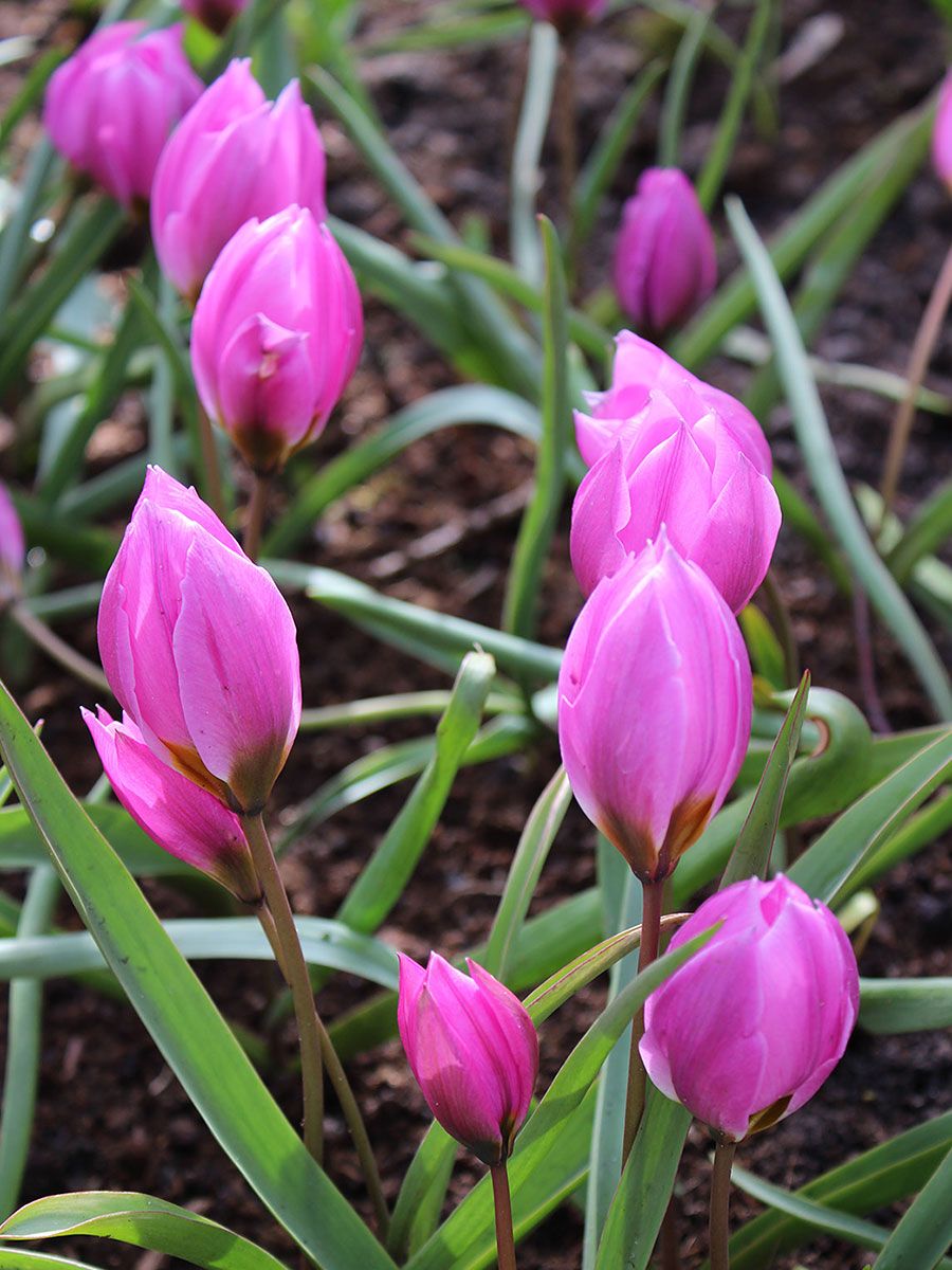Wildtulpe Violacea Black Base (purpurrot)