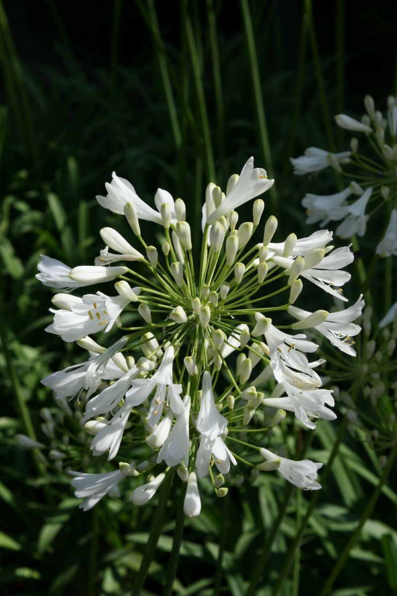 Schmucklilie, Liebesblume Polar Ice