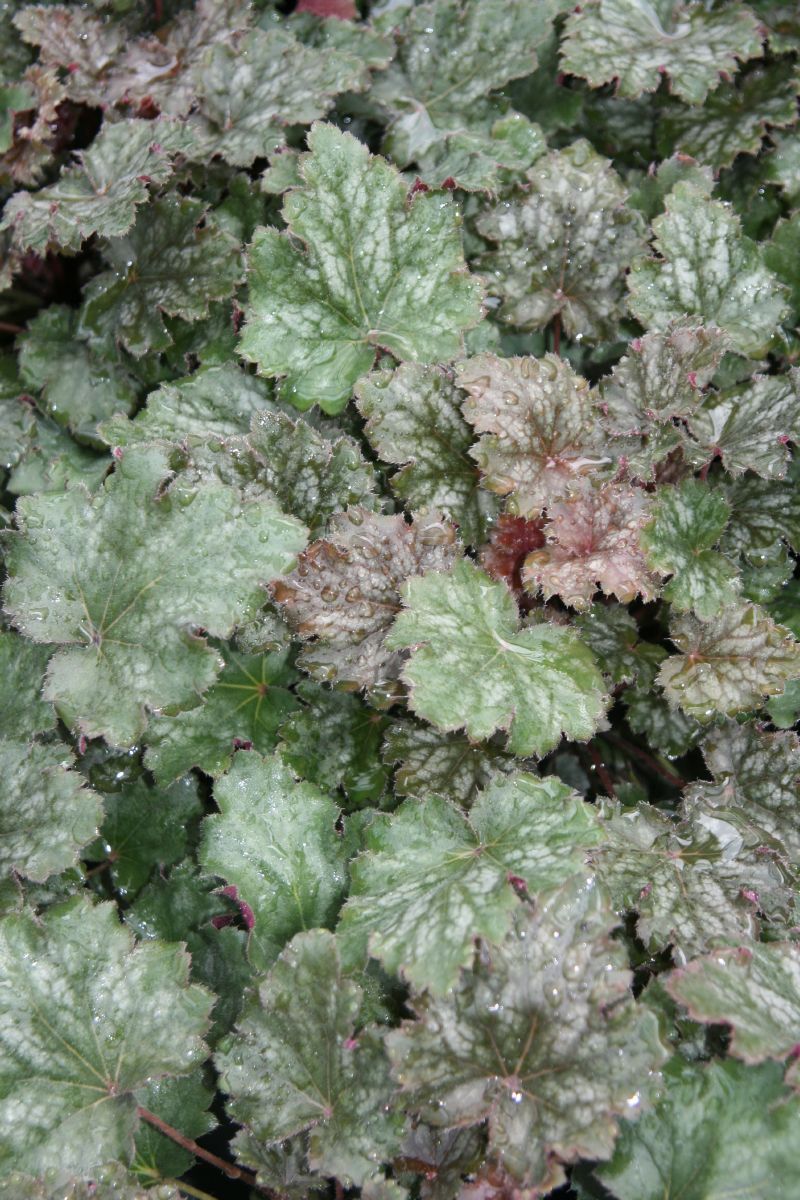 Purpurglöckchen Ebony & Ivory Purpurglöckchen Ebony & Ivory