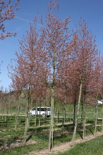 Felsenbirne Robin Hill