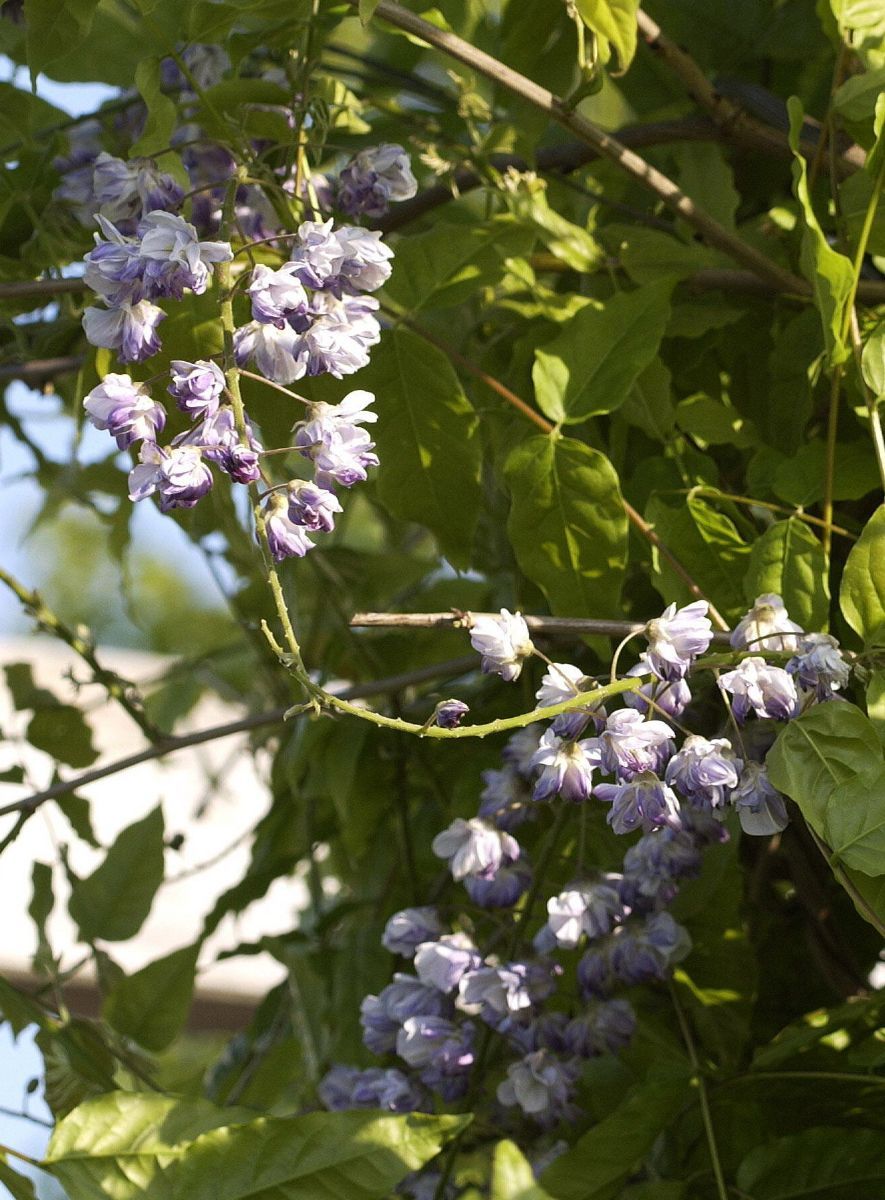 Gefüllter Blauregen Violacea Plena Gefüllter Blauregen Violacea Plena