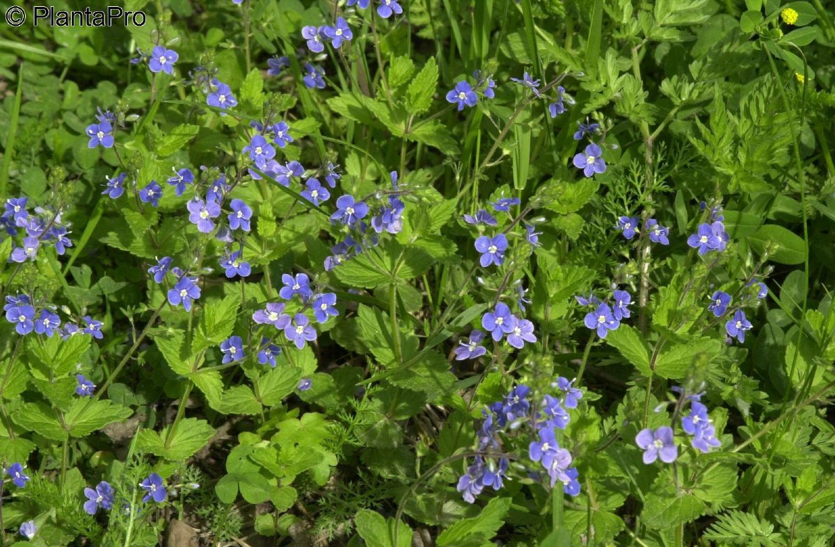 Gamander Ehrenpreis Gamander Ehrenpreis