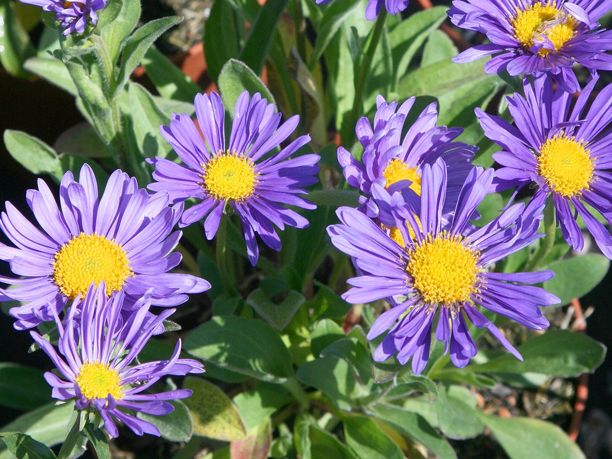 Alpenaster, Frühlingsaster Dunkle Schöne Alpenaster, Frühlingsaster Dunkle Schöne
