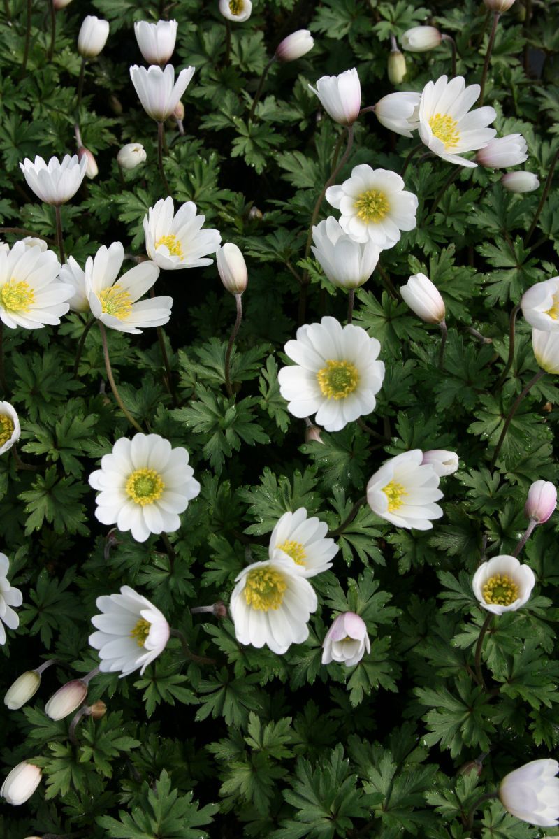 Strahlenanemone White Splendour Strahlenanemone White Splendour