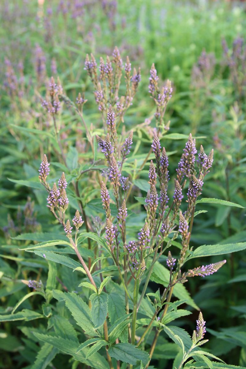 Eisenkraut Eisenkraut