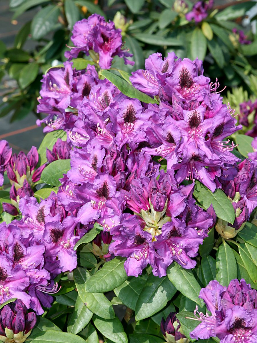 Rhododendron Azurro Rhododendron Azurro