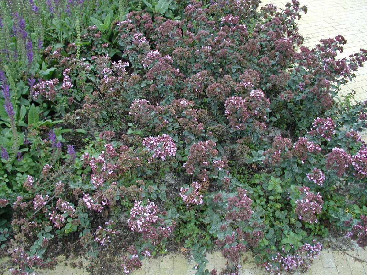 Dost Rosenkuppel