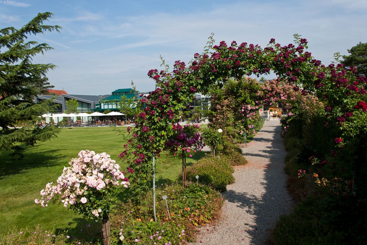 Chevy Chase(R) Kletterrose (Rambler, anspruchslos)