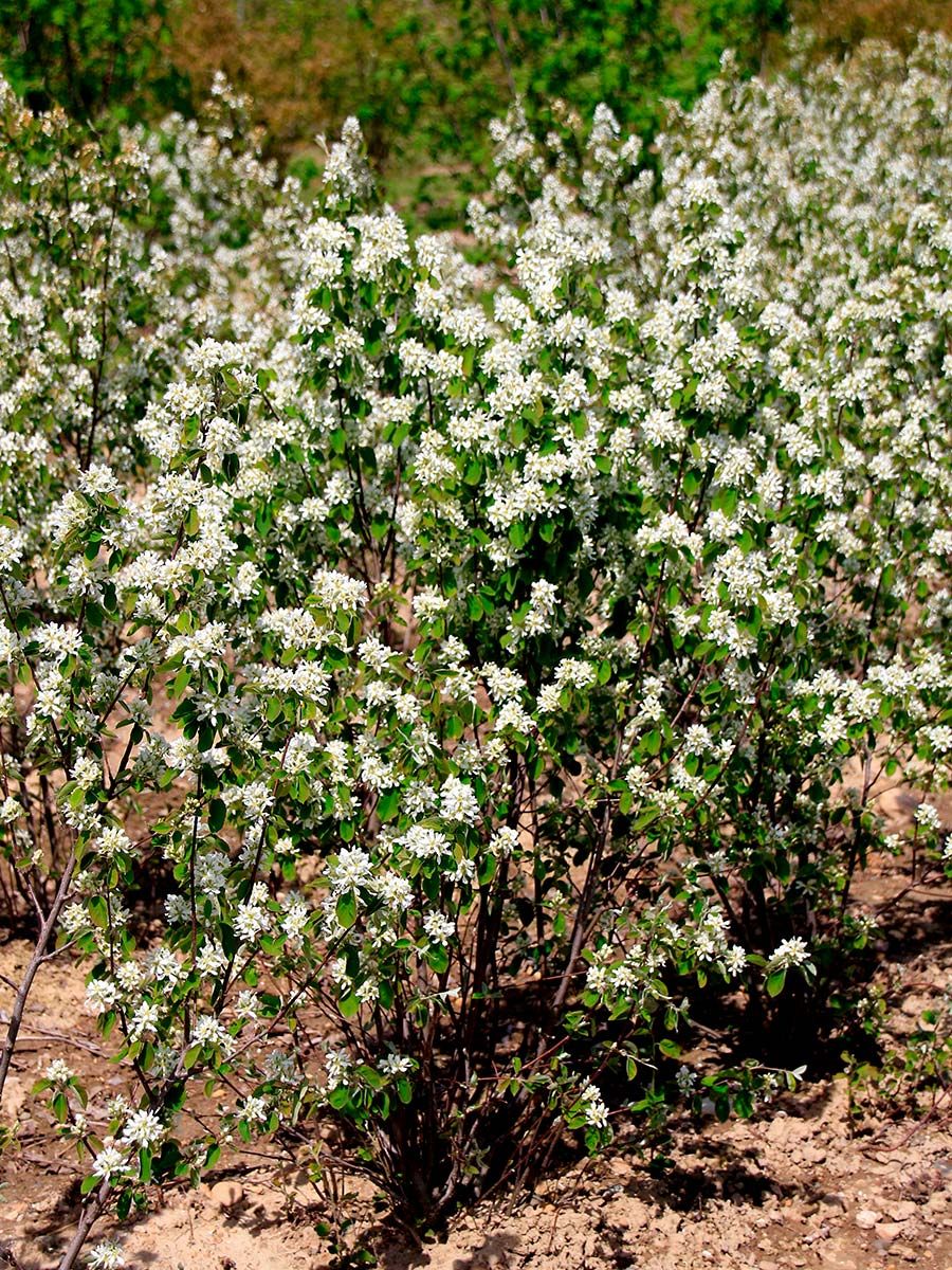 Architektur Pflanzen Swiss Balkon