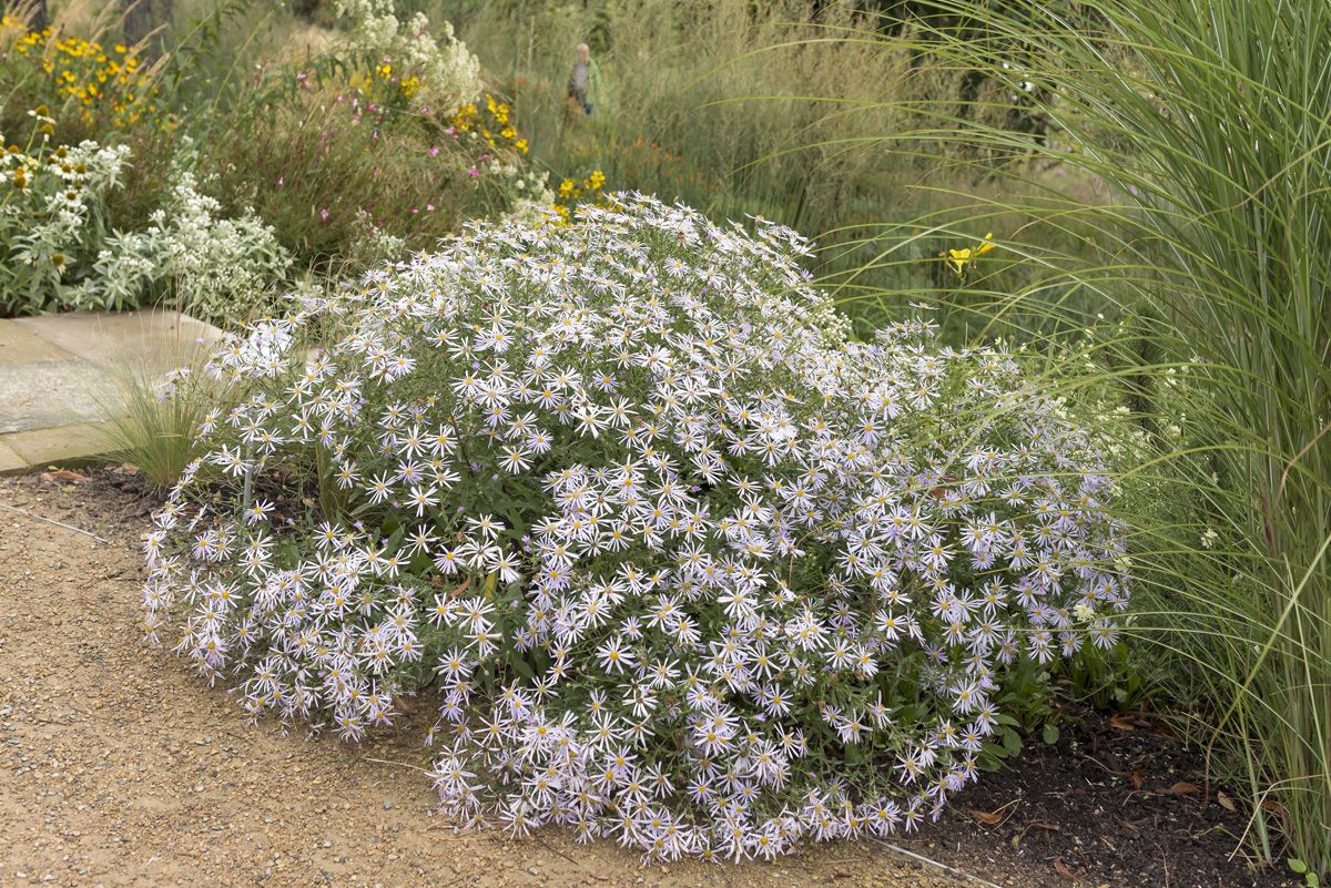 Pyrenäenaster Lutetia Pyrenäenaster Lutetia