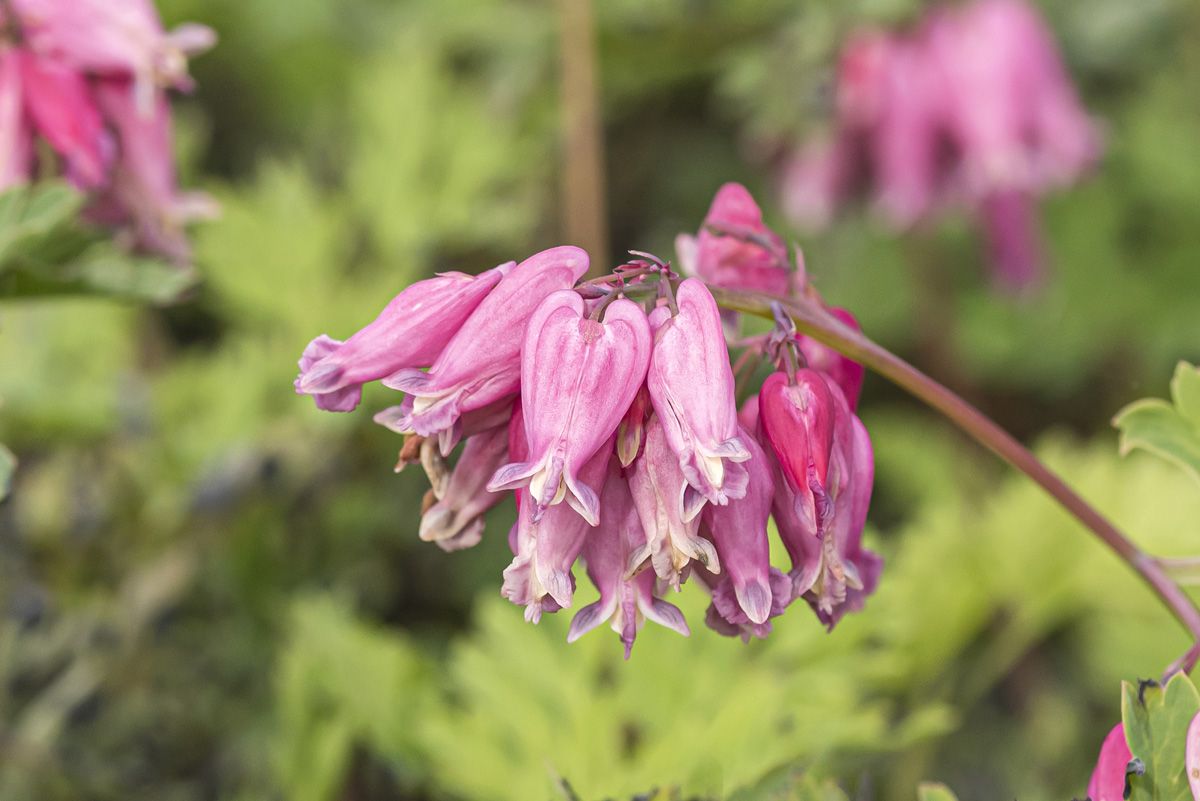 Frauenherz, Herzblume Luxuriant