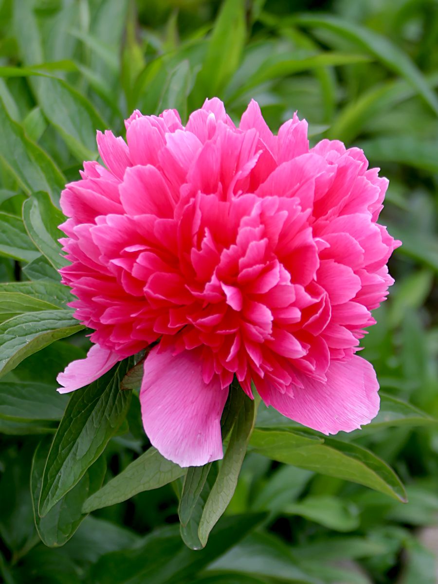 Bauernpfingstrose Rosea Plena