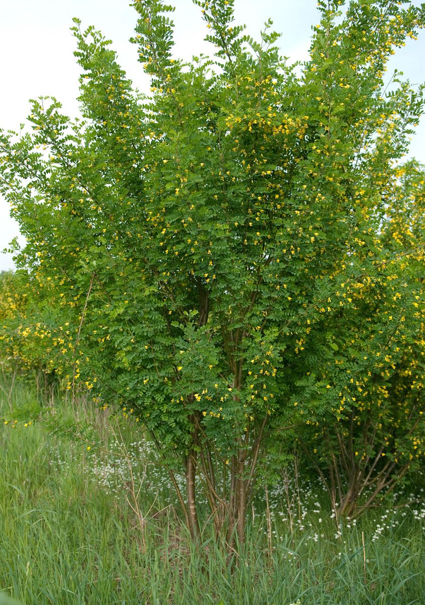 Erbsenstrauch Erbsenstrauch