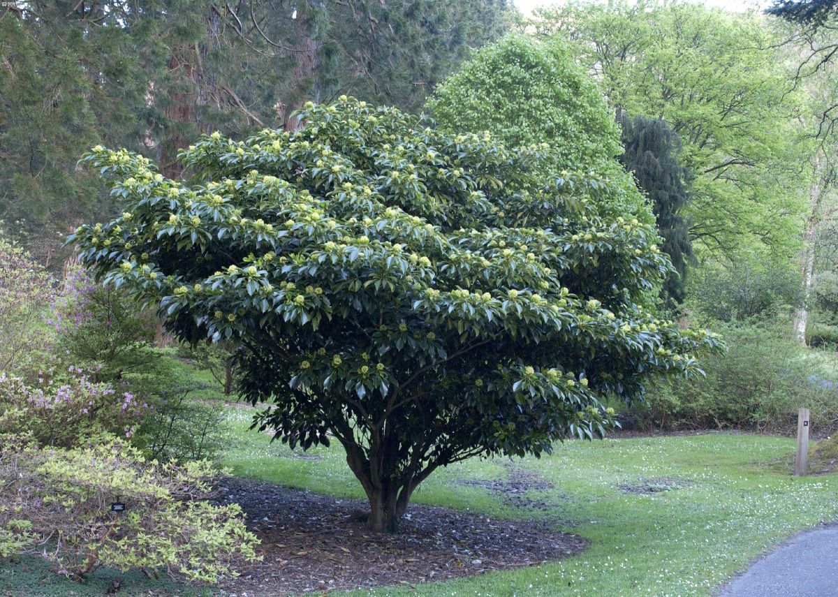 Radbaum
