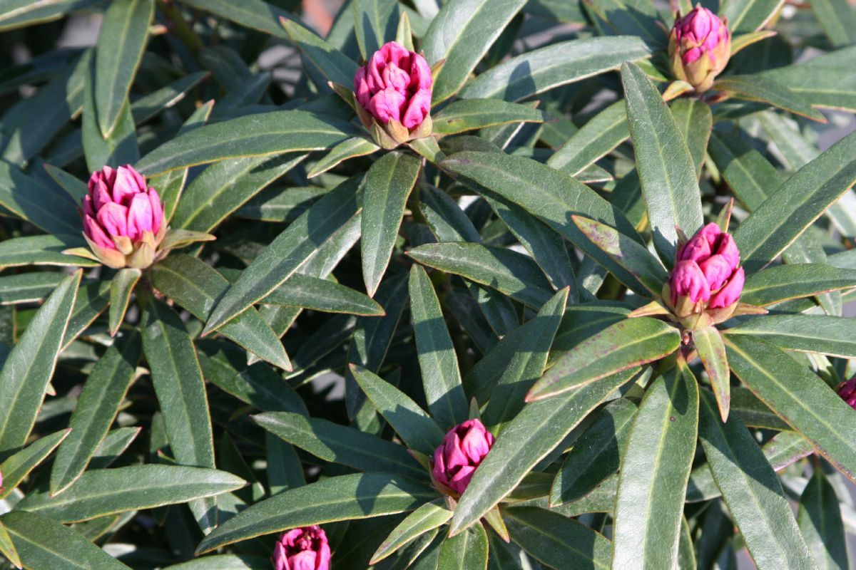 Rhododendron Graziella Rhododendron Graziella