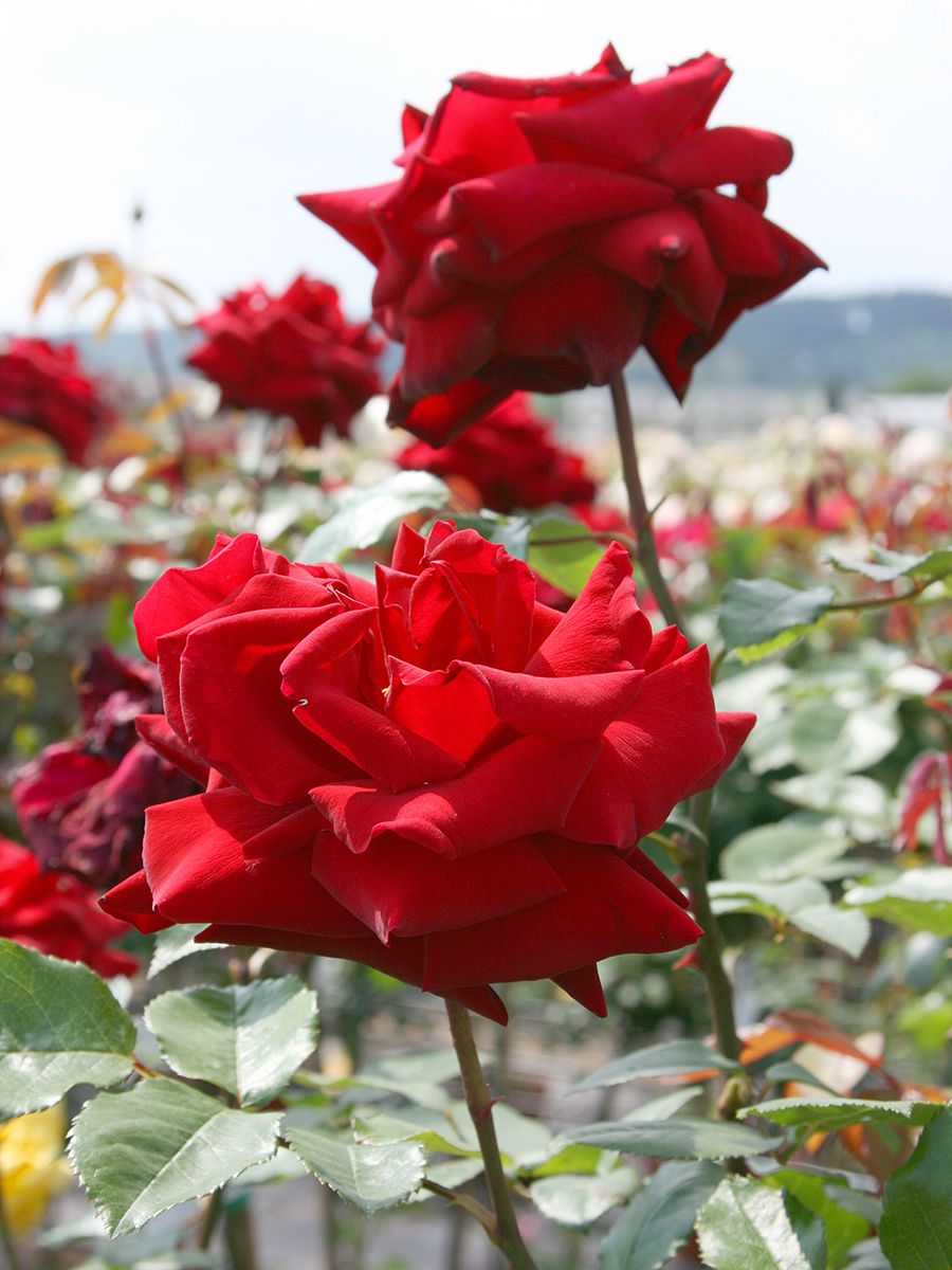 Ingrid Bergmann® Edelrose (Teehybride, leichter Duft)