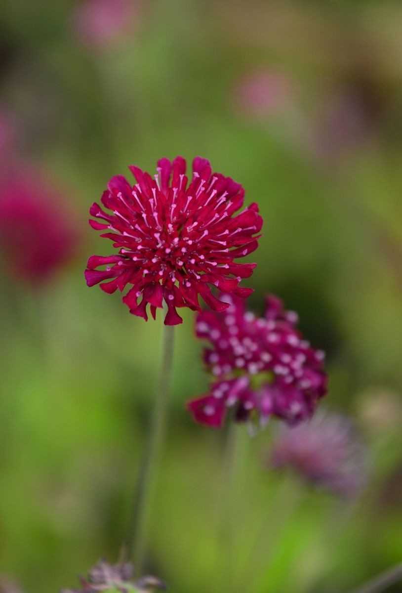 Witwenblume Mars Midget Witwenblume Mars Midget