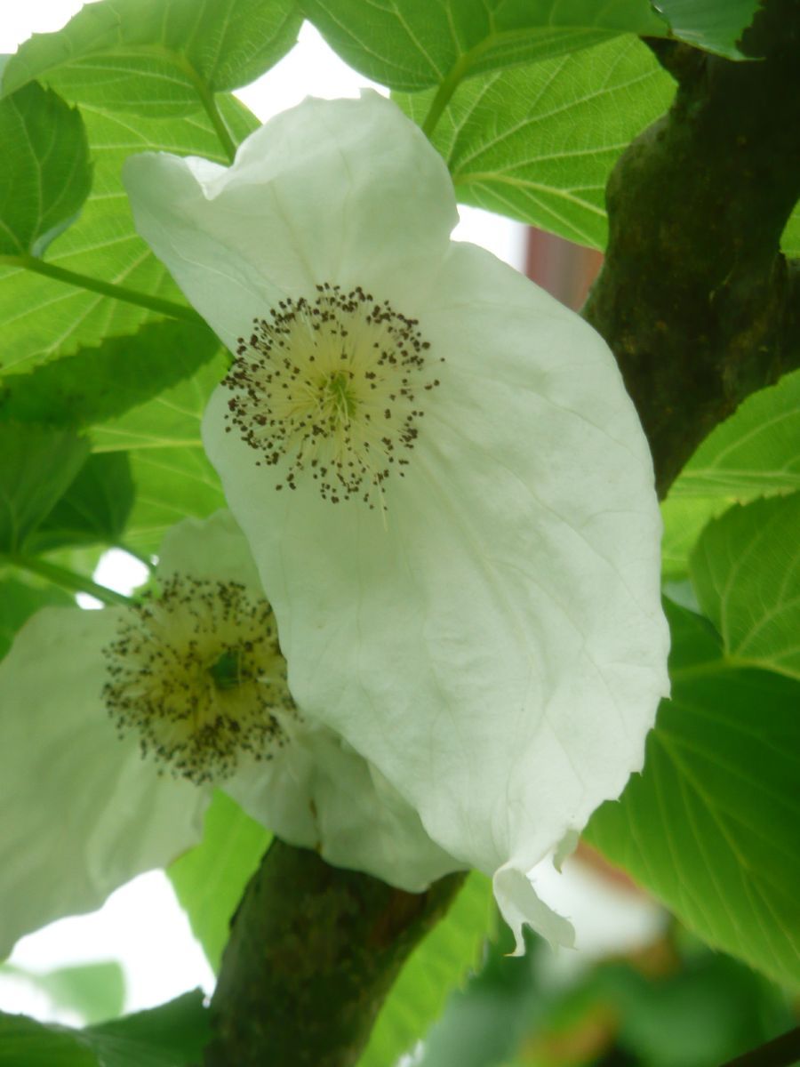 Taschentuchbaum, Taubenbaum Taschentuchbaum, Taubenbaum