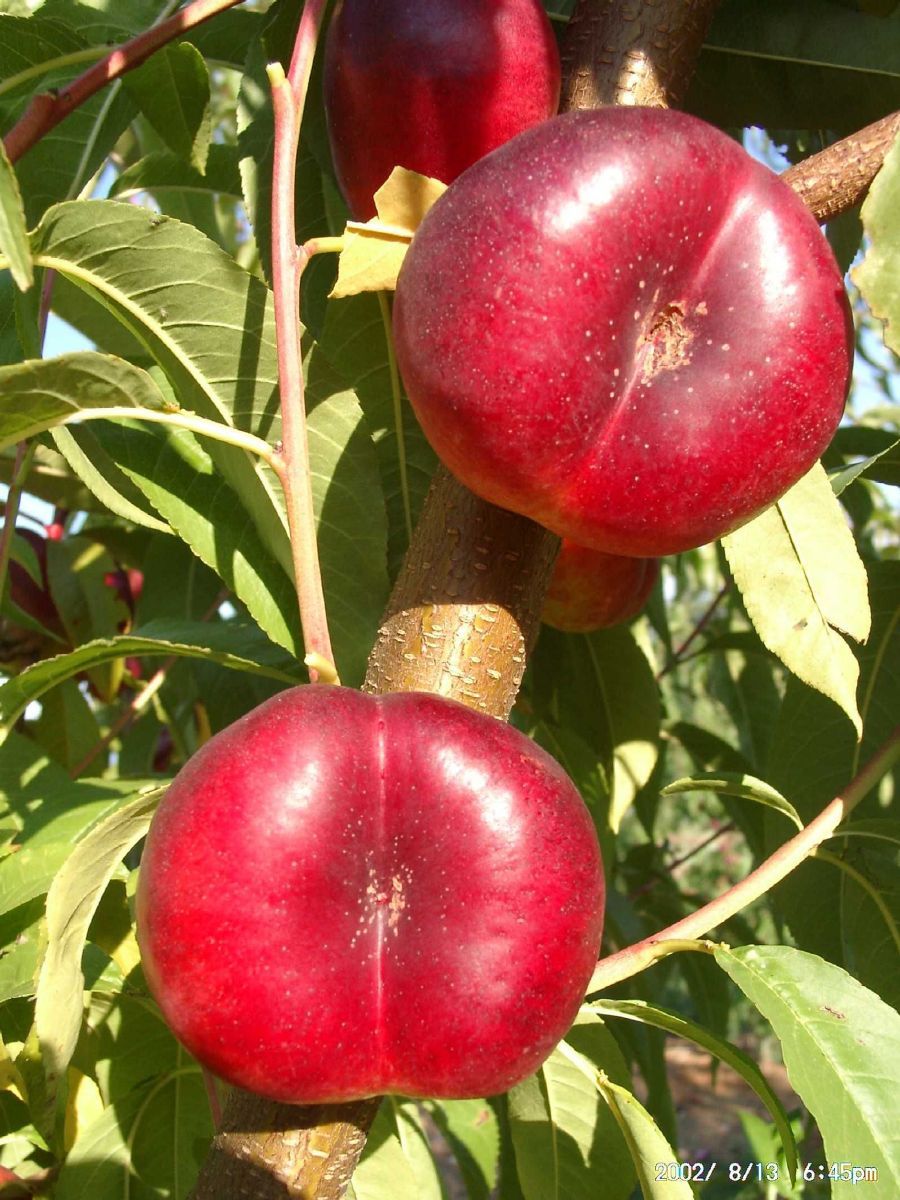 Mesembrine Tellernektarine Mesembrine Tellernektarine