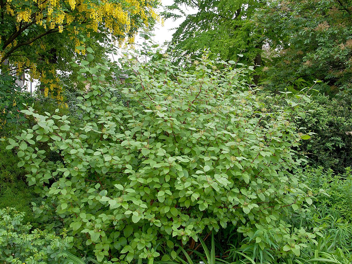 Korallenhartriegel Sibirica Korallenhartriegel Sibirica