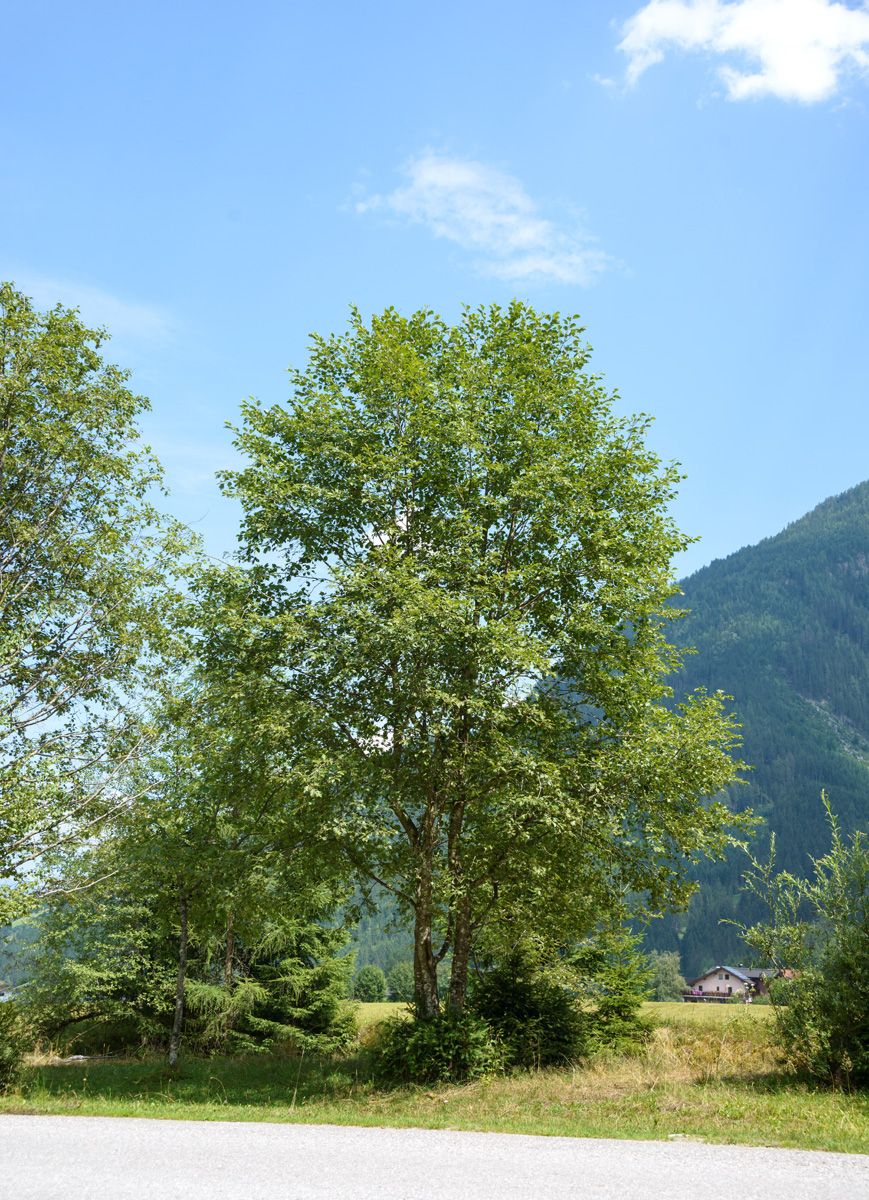 Grauerle