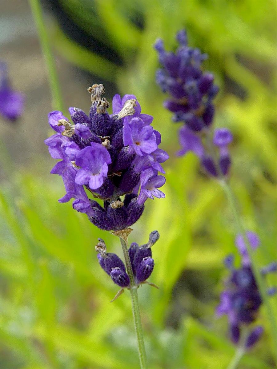 Lavendel Hidcote