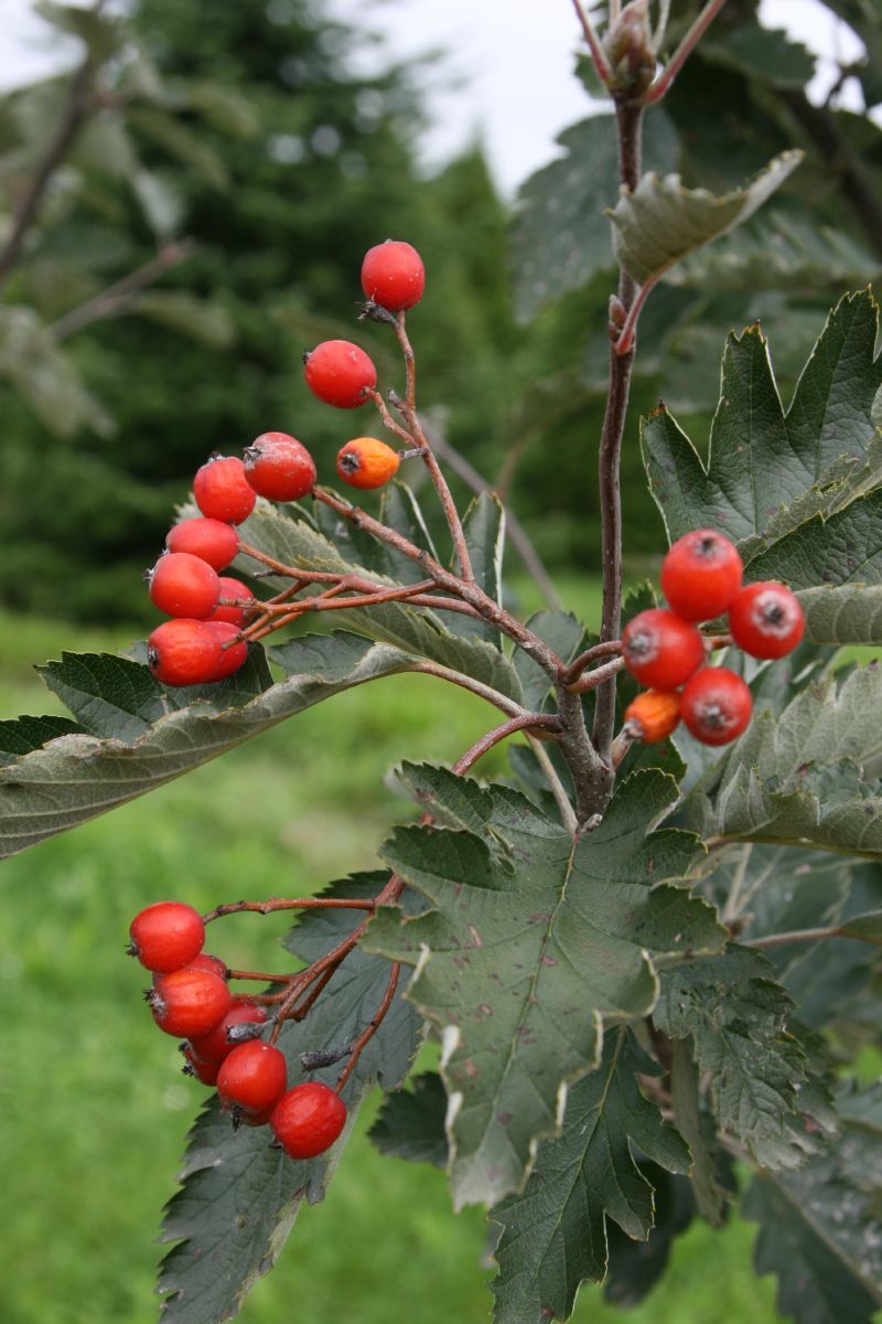 Bergmehlbeere