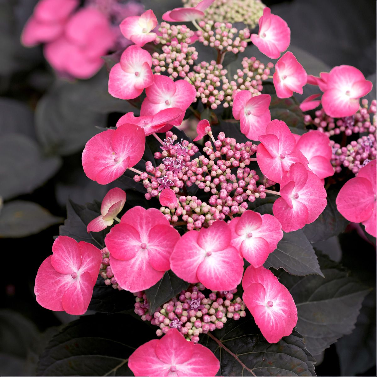 Gartenhortensie Daredevil