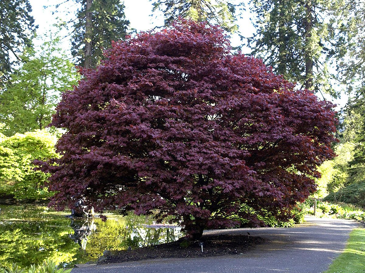 Rotblättriger Fächerahorn Atropurpureum
