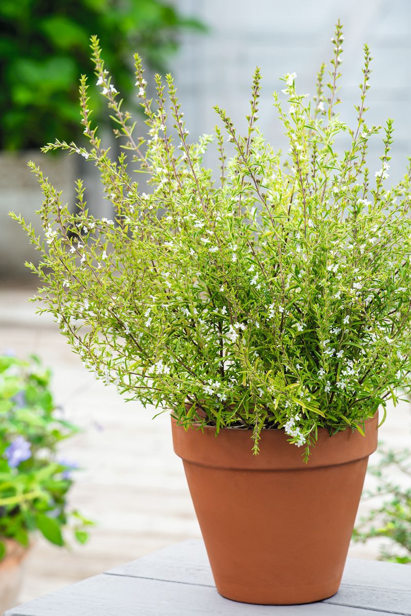 Minzen-Bergbohnenkraut