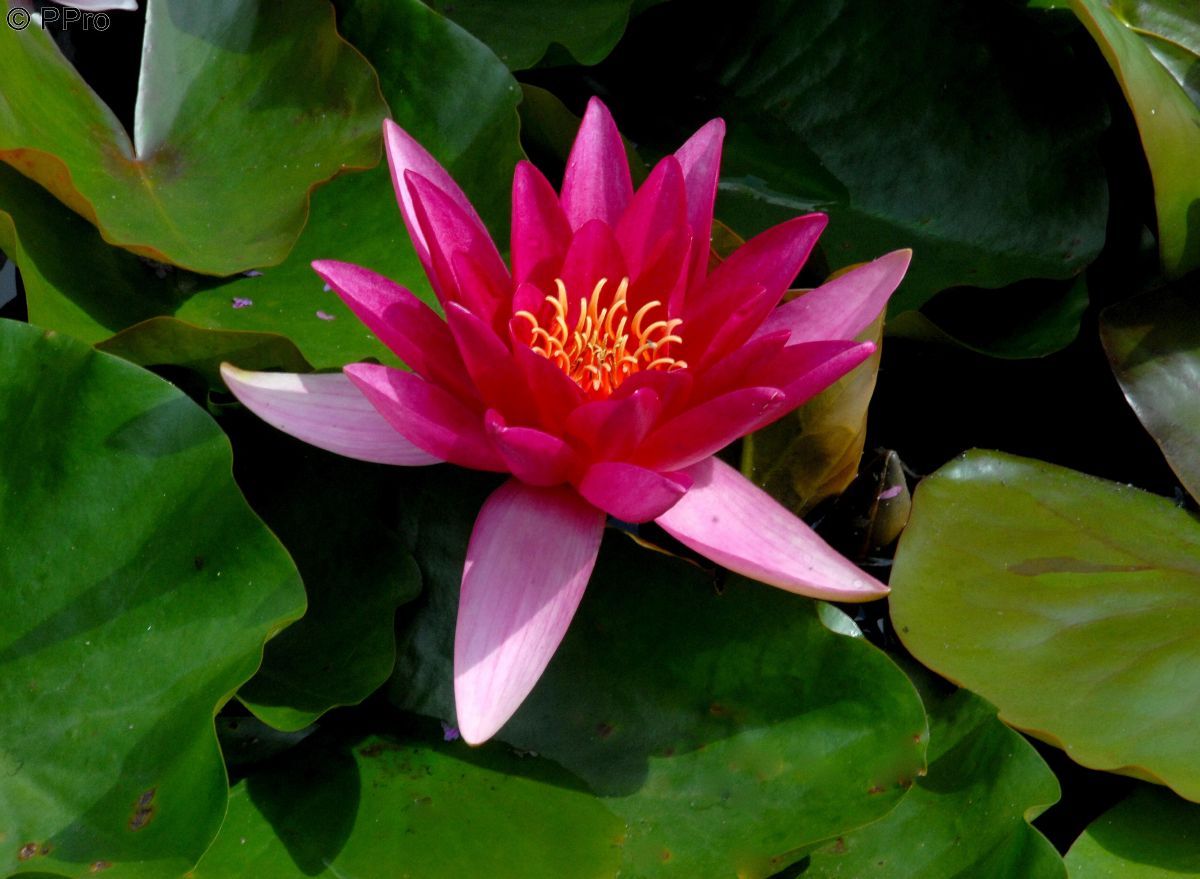Seerose Escarboucle