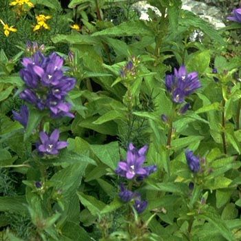 Knäuelblütige Glockenblume Acaulis