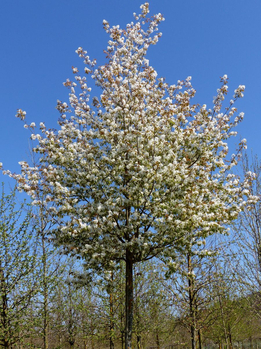 Felsenbirne Robin Hill