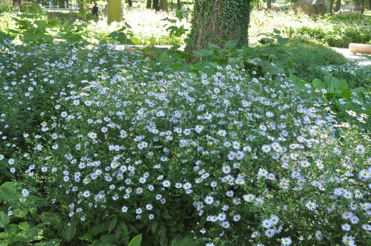 Schönaster Blue Star