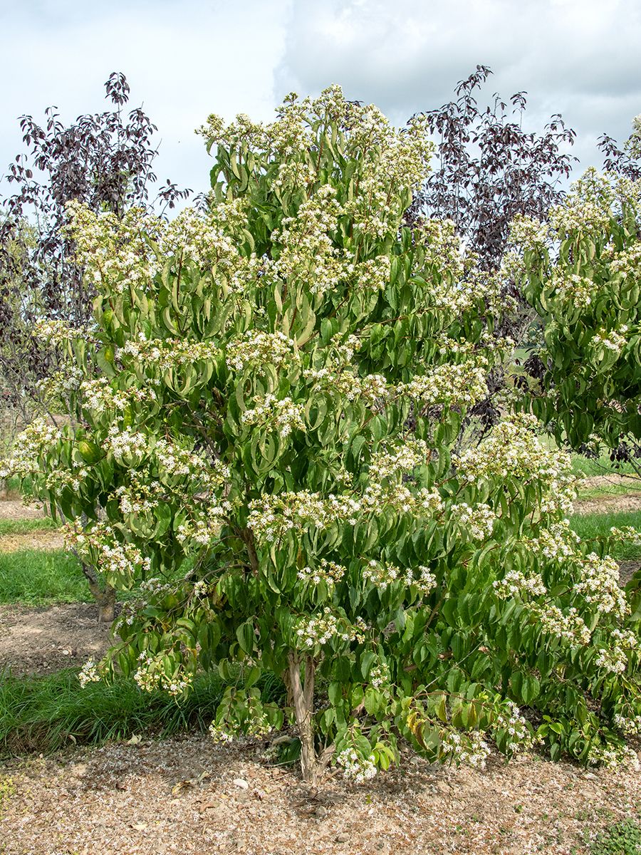 Sieben-Söhne-des-Himmels-Blume Sieben-Söhne-des-Himmels-Blume