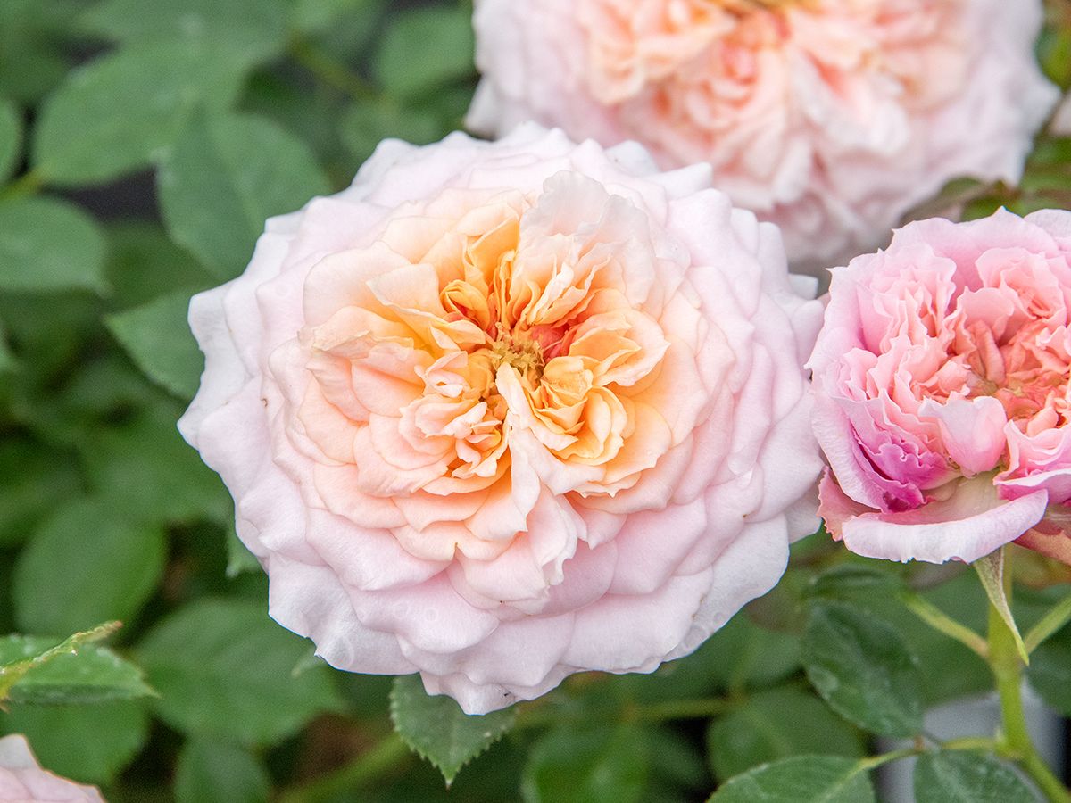 Lady Meillandina® Zwergrose