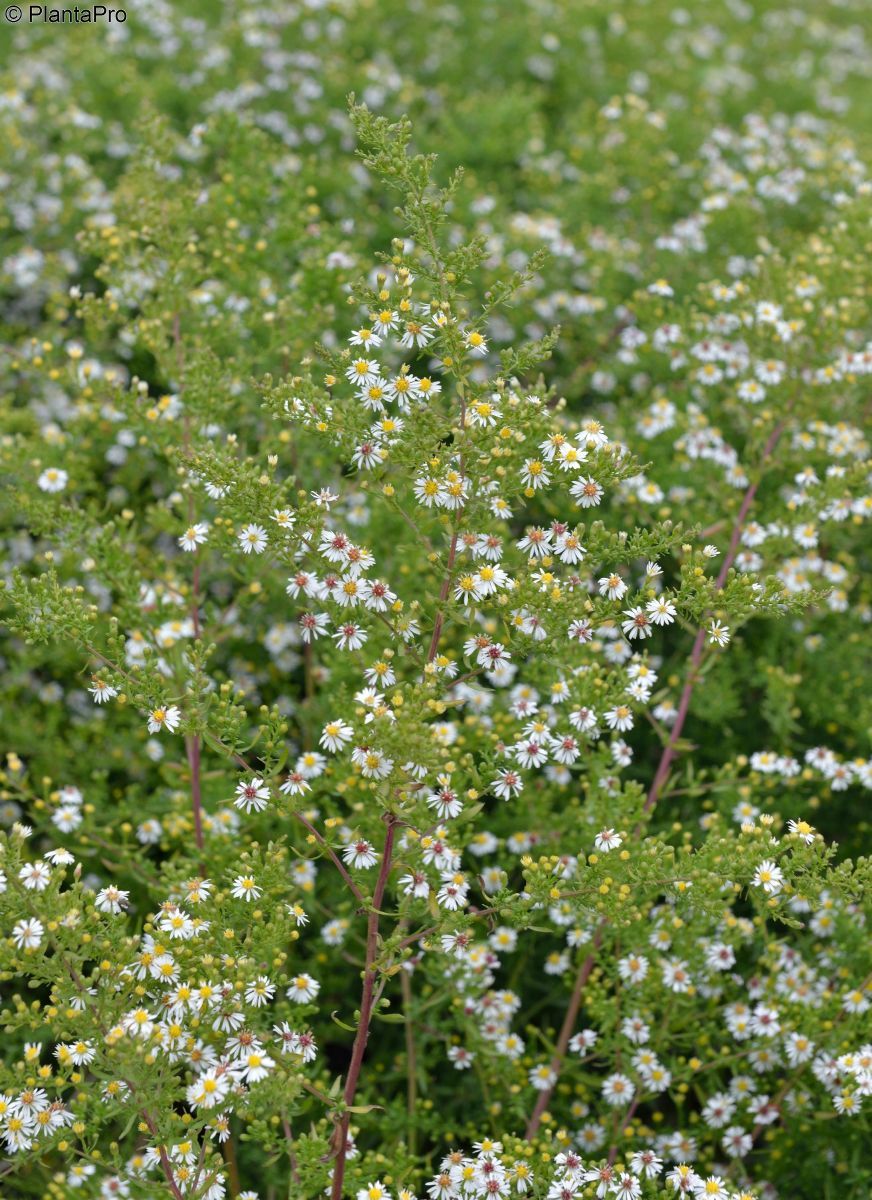 Myrtenaster Schneetanne