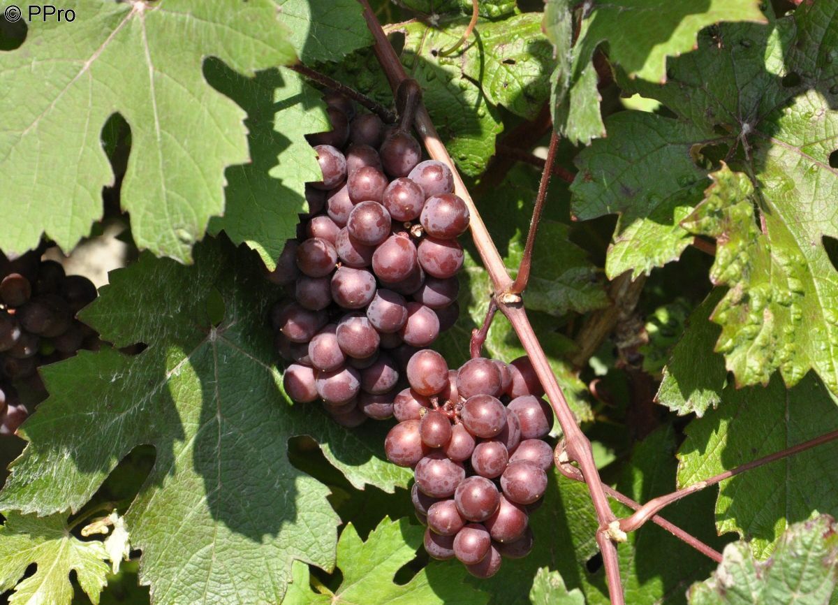 Regent Hausgartenrebe (anspruchslos) Regent Hausgartenrebe (anspruchslos)