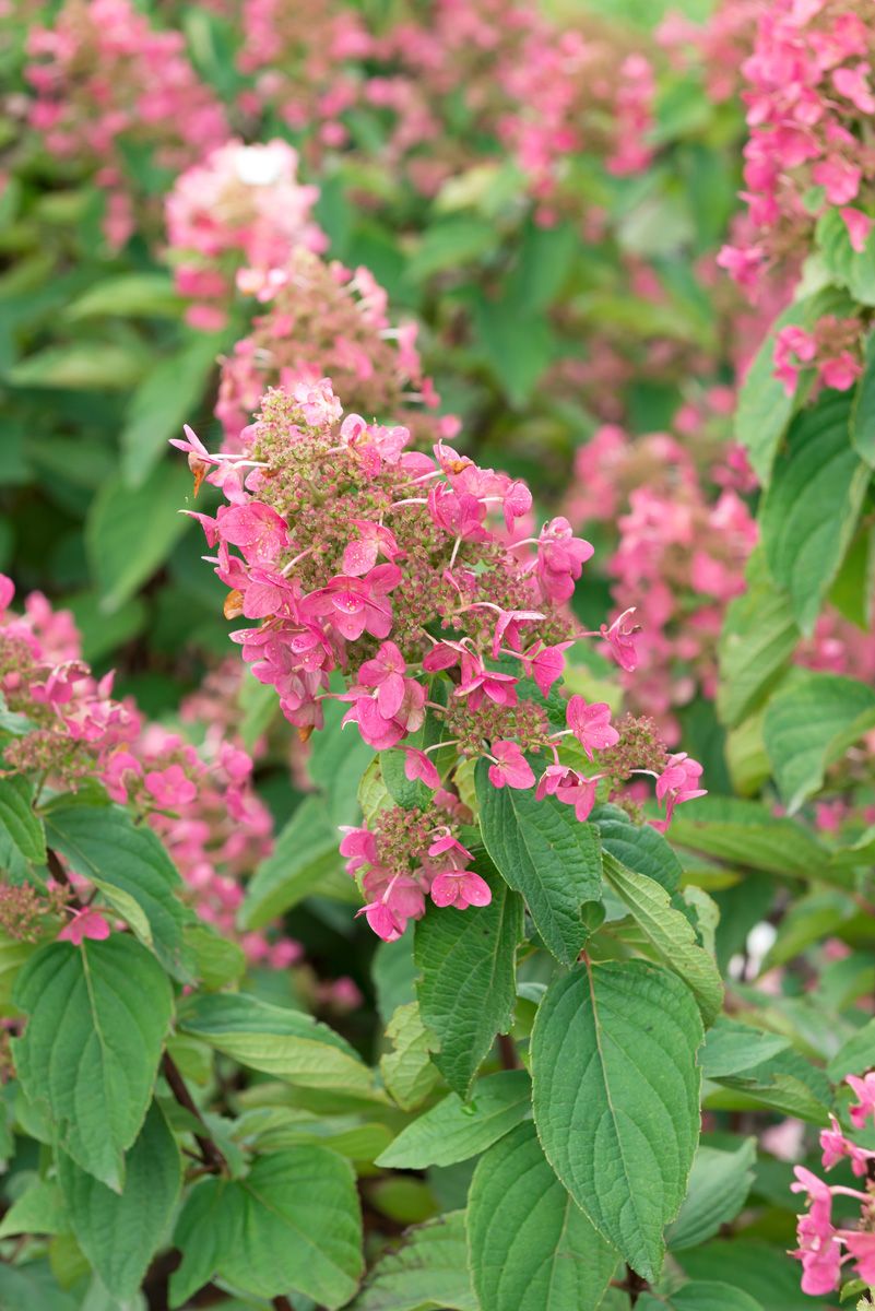 Rispenhortensie Mega Mindy® Rispenhortensie Mega Mindy®