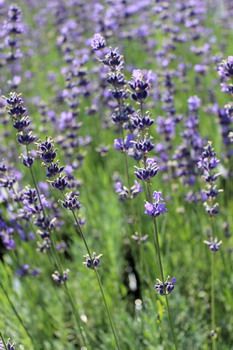 Lavendel Siesta