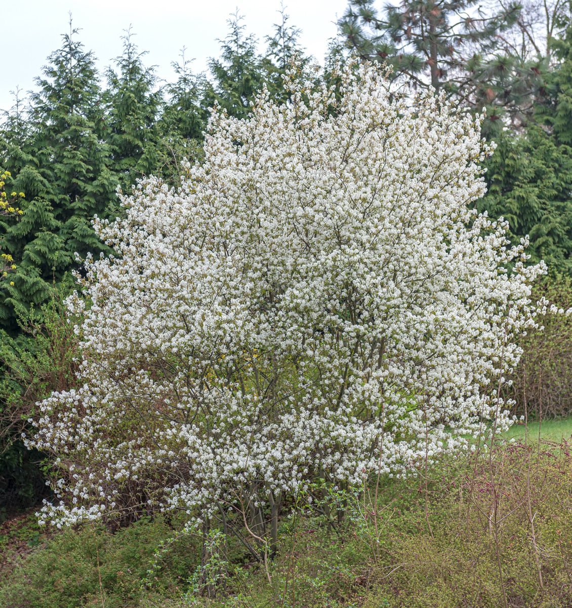 Kupferfelsenbirne