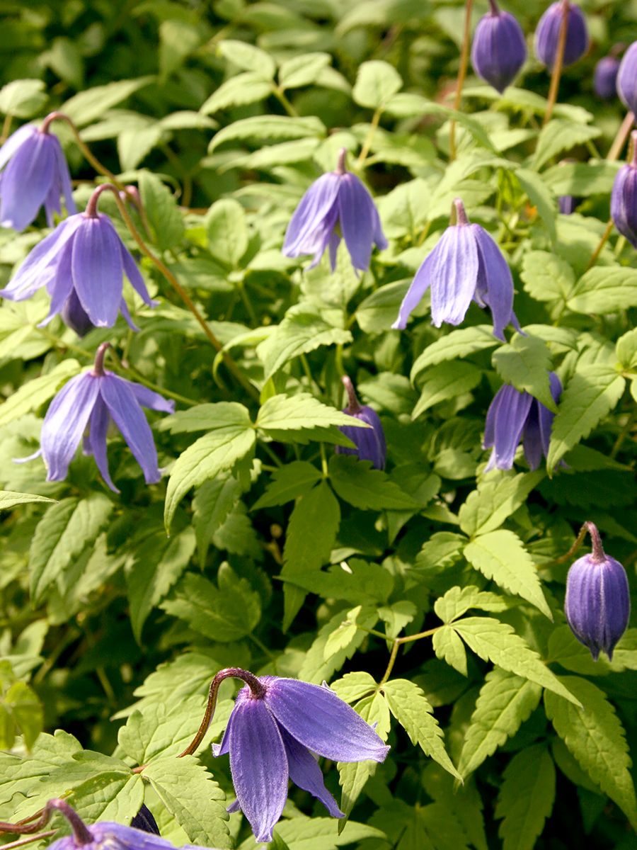 Clematis einheimisch