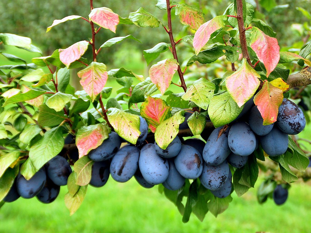 Buntlaubige Riesenzwetschge Fidelia Buntlaubige Riesenzwetschge Fidelia